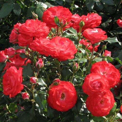 Czerwony  - Róże pienne - z kwiatami bukietowymi - korona krzaczasta